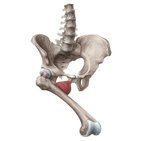 Musculus adductor brevis
