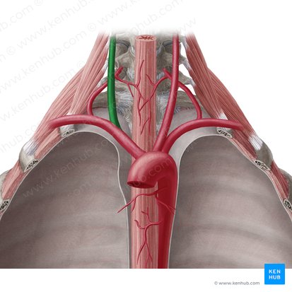 Right common carotid artery (Arteria carotis communis dextra); Image: Yousun Koh