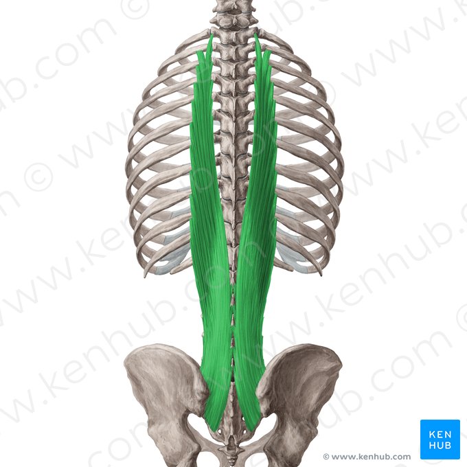 Músculo longuíssimo do tórax (Musculus longissimus thoracis); Imagem: Yousun Koh