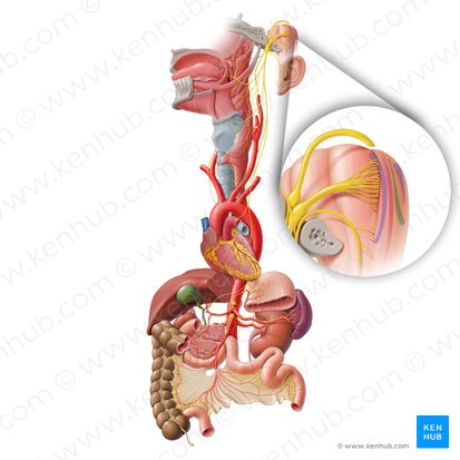 Núcleo del tracto solitario (Nucleus tractus solitarii); Imagen: Paul Kim