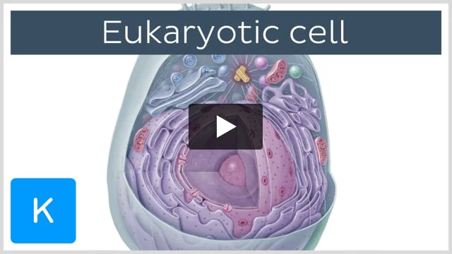 Metaplasia and dysplasia: Video, Anatomy & Definition