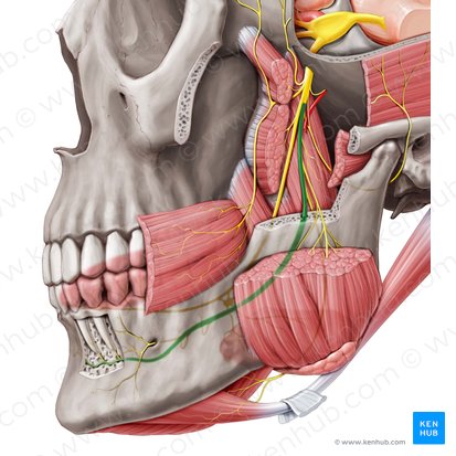 MN is a branch of the posterior trunk of the inferior alveolar nerve