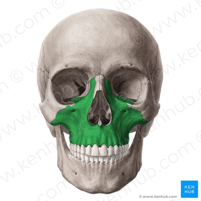 Maxila (Maxilla); Imagem: Yousun Koh
