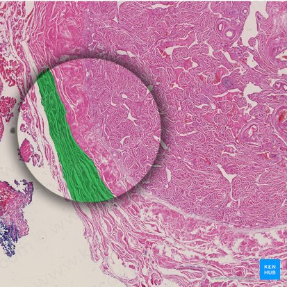 Fascia of penis (Fascia penis); Image: 