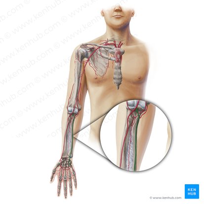 Arteria ulnar (Arteria ulnaris); Imagen: Paul Kim