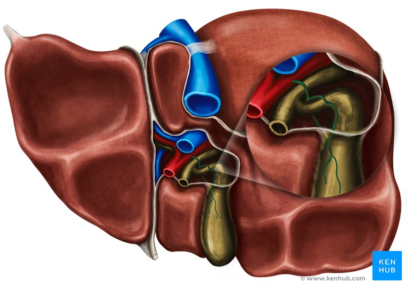 Cystic artery - caudal view