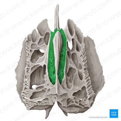 Cribriform plate of ethmoid bone (Lamina cribrosa ossis ethmoidalis); Image: Samantha Zimmerman