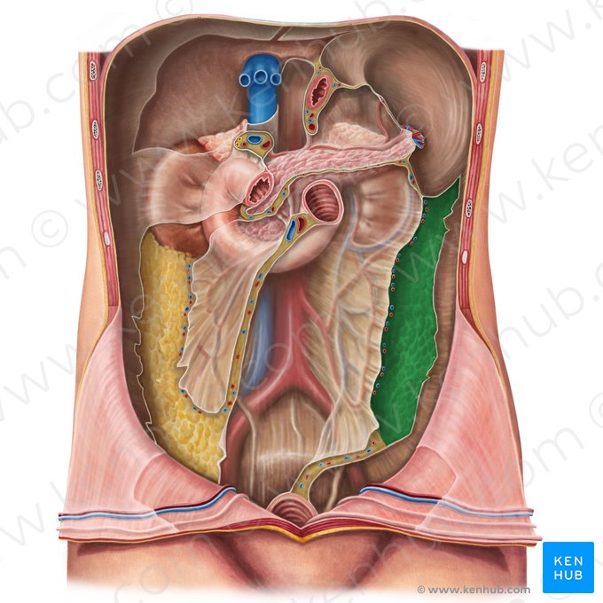 Colon descendente (Colon descendens); Imagen: Irina Münstermann