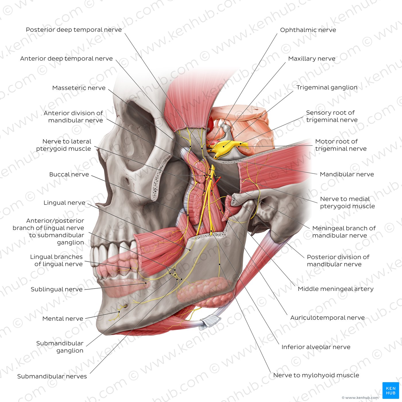 Origin and course of the mandibular nerve