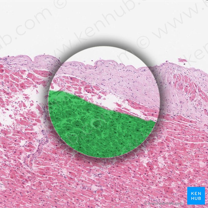 Músculo cardíaco (Textus muscularis cardiacus); Imagem: 