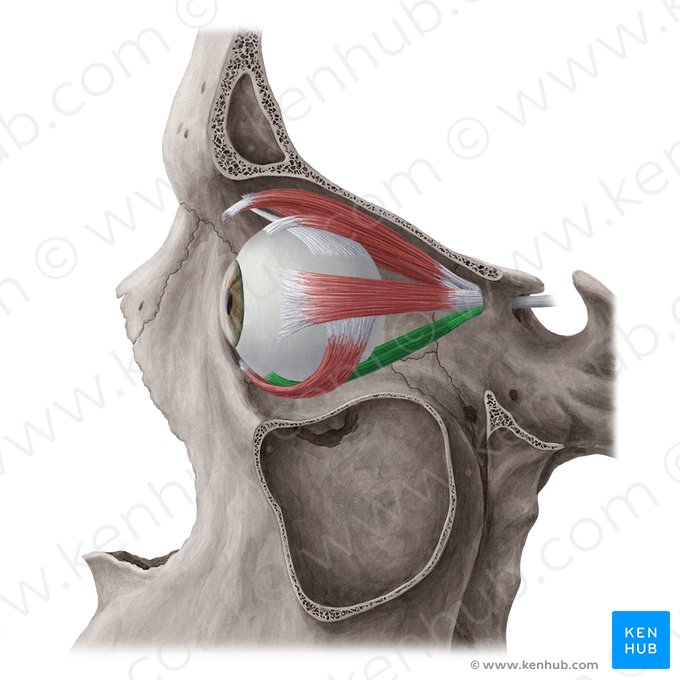Músculo recto inferior (Musculus rectus inferior); Imagen: Yousun Koh