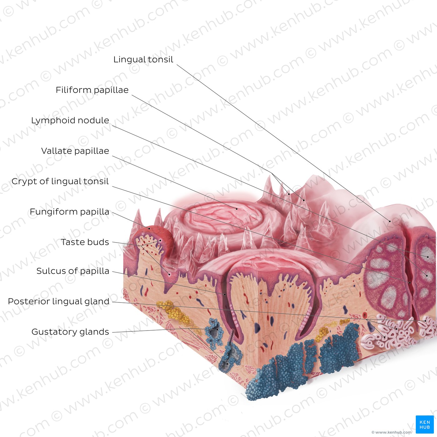 Lingual papillae: medial section