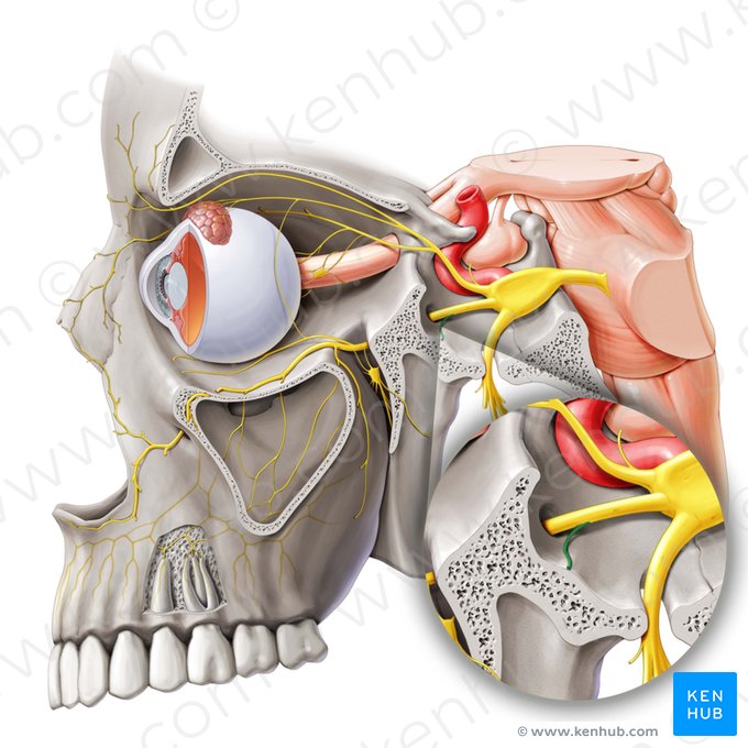 Ramo meníngeo del nervio maxilar (Ramus meningeus nervi maxillaris); Imagen: Paul Kim