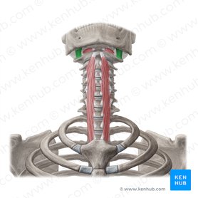 Musculus rectus capitis lateralis (Seitlicher gerader Kopfmuskel); Bild: Yousun Koh