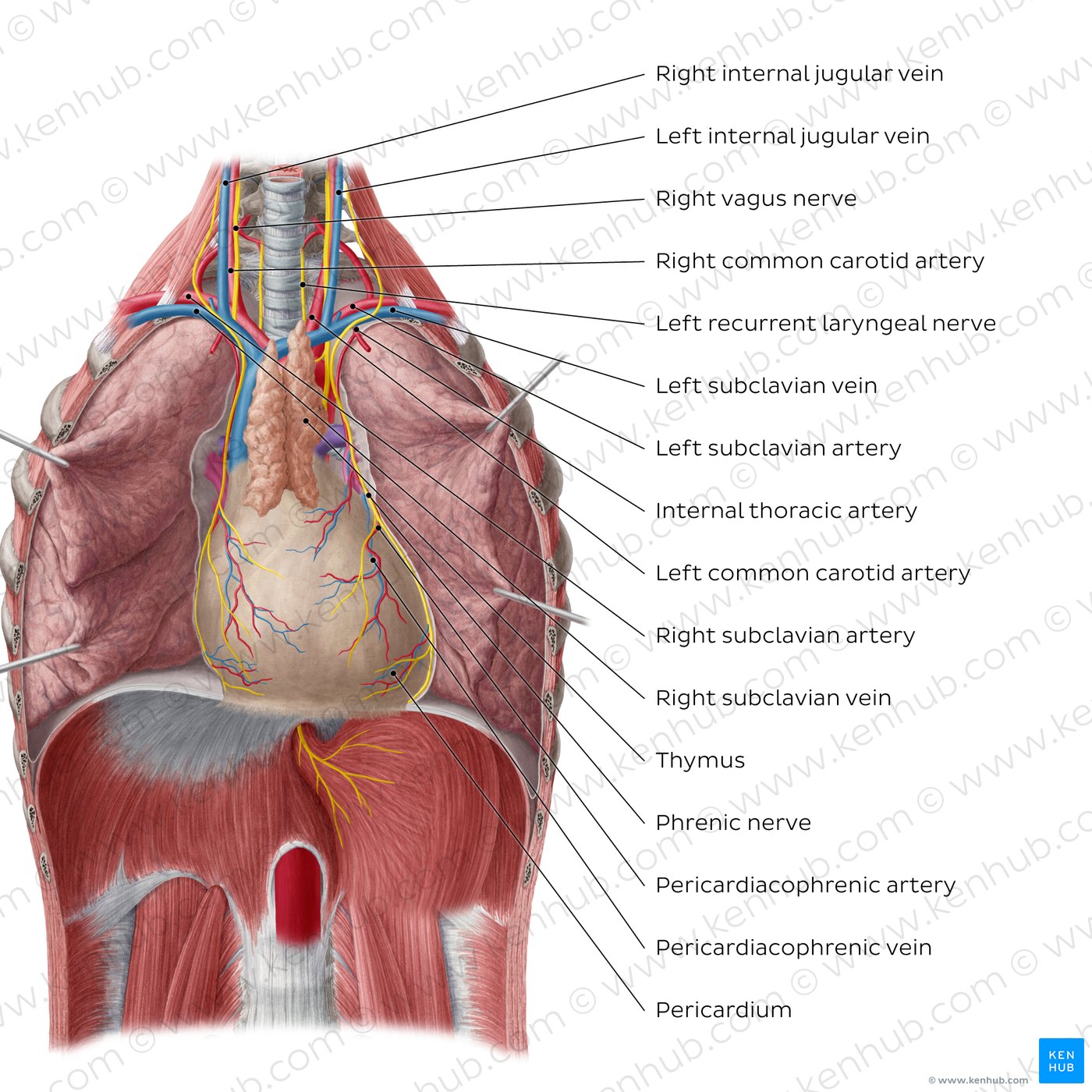 Thoracic Cavity Diagram Figures 36.5a And 36.5c Anatomical