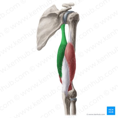 Cabeza larga del músculo tríceps braquial (Caput longum musculi tricipitis brachii); Imagen: Yousun Koh