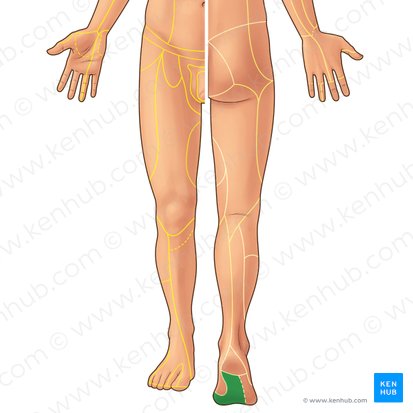 Medial plantar nerve (Nervus plantaris medialis); Image: Paul Kim
