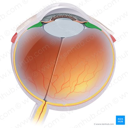 Corps ciliaire (Corpus ciliare); Image : Paul Kim