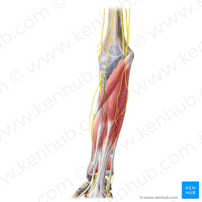 Ramus anterior nervi cutanei lateralis antebrachii (Vorderer Ast des seitlichen Hautnervs des Unterarms); Bild: Yousun Koh