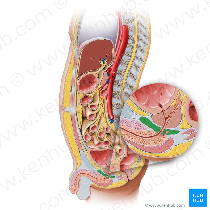 Diaphragma urogenitale (Urogenitales Diaphragma); Bild: Paul Kim