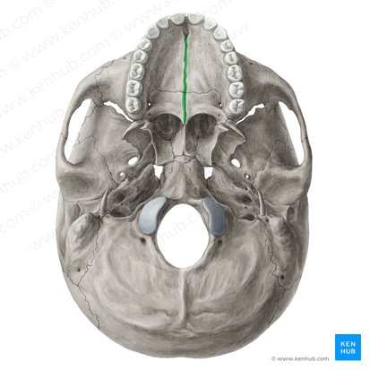 Median palatine suture (Sutura palatina mediana); Image: Yousun Koh