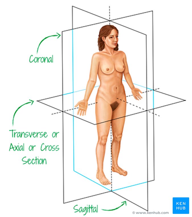 Anatomical planes