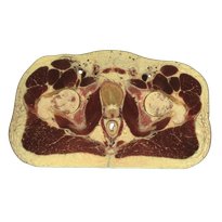 Male pelvis