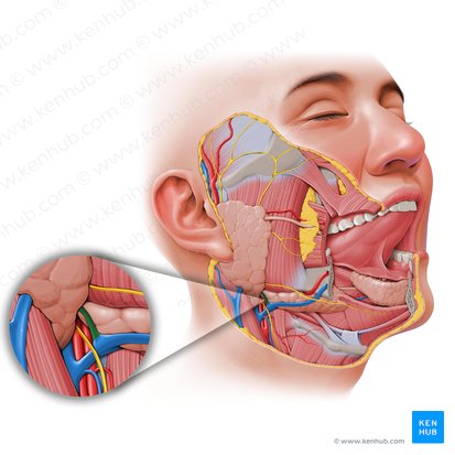 Divisão anterior da veia retromandibular (Divisio anterior venae retromandibularis); Imagem: Paul Kim