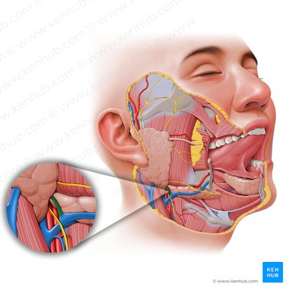 Anterior division of retromandibular vein (Divisio anterior venae retromandibularis); Image: Paul Kim