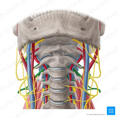 Cervical plexus (Plexus cervicalis); Image: Yousun Koh