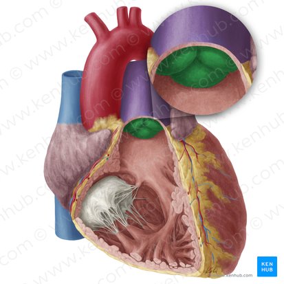 Valva pulmonar (Valva trunci pulmonalis); Imagem: Yousun Koh