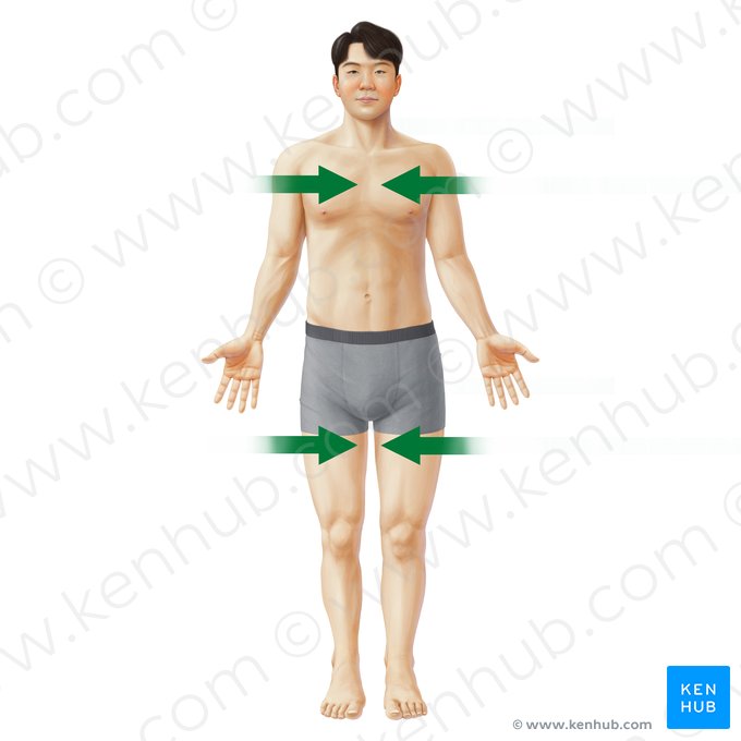 Medialis (Zur Mitte); Bild: Paul Kim