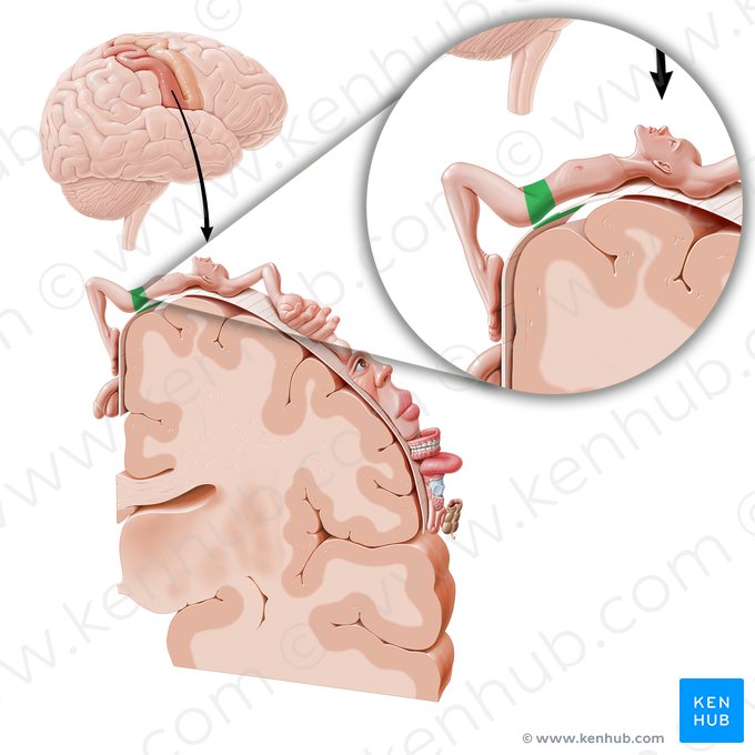 Cortex sensorius regionis coxae (Sensorischer Kortex der Hüfte); Bild: Paul Kim