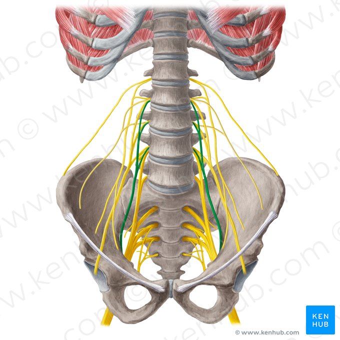 Nervo obturatório (Nervus obturatorius); Imagem: Liene Znotina