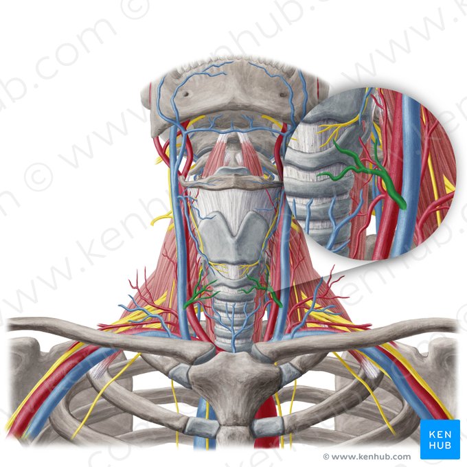 Veia tireóidea média (Vena thyroidea media); Imagem: Yousun Koh