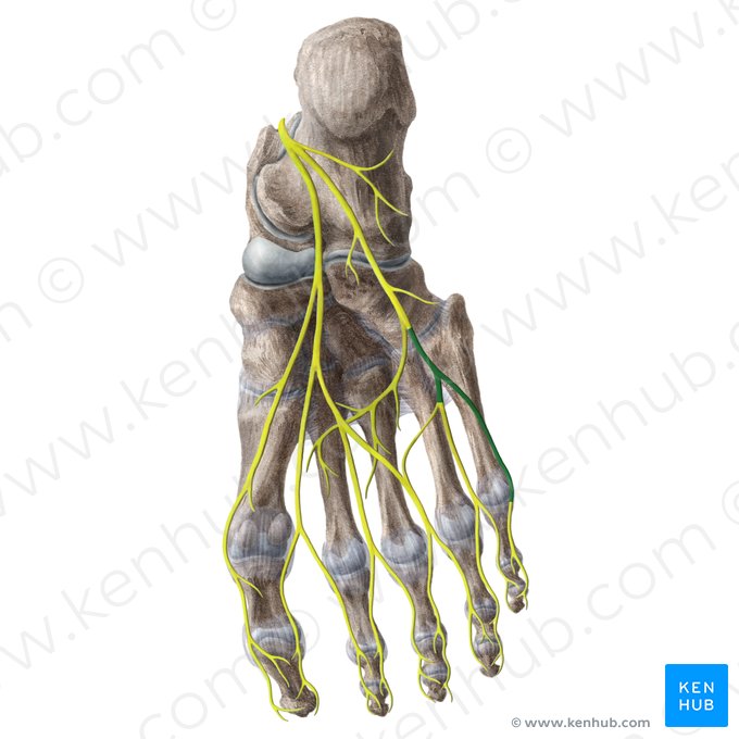 Superficial branch of lateral plantar nerve (Ramus superficialis nervi plantaris lateralis); Image: Liene Znotina