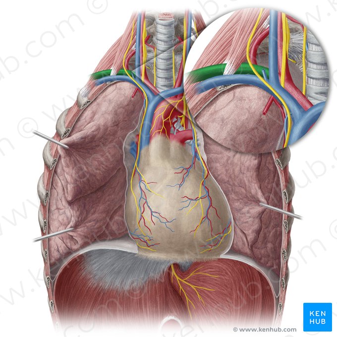 Arteria subclavia derecha (Arteria subclavia dextra); Imagen: Yousun Koh