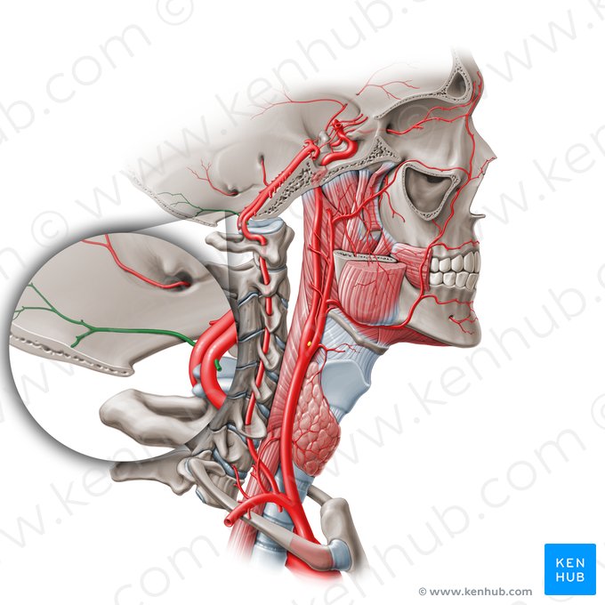 Meningeal branches of vertebral artery (Rami meningei arteriae vertebralis); Image: Paul Kim