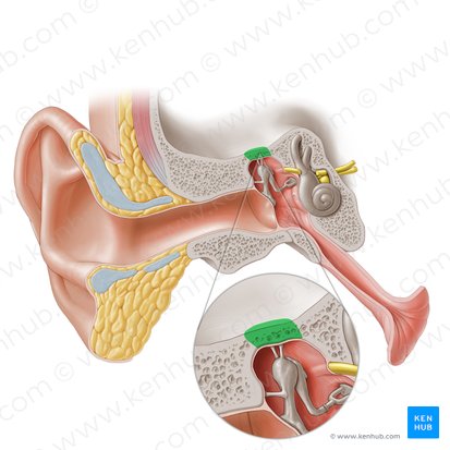 Techo del tímpano del hueso temporal (Tegmen tympani ossis temporalis); Imagen: Paul Kim