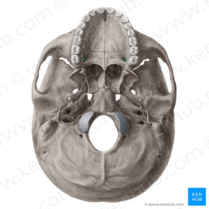 Forame palatino maior (Foramen palatinum majus); Imagem: Yousun Koh