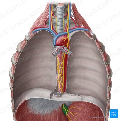 Abdominal part of esophagus (Pars abdominalis oesophagi); Image: Yousun Koh