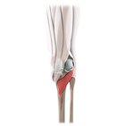 Popliteus muscle (3D)