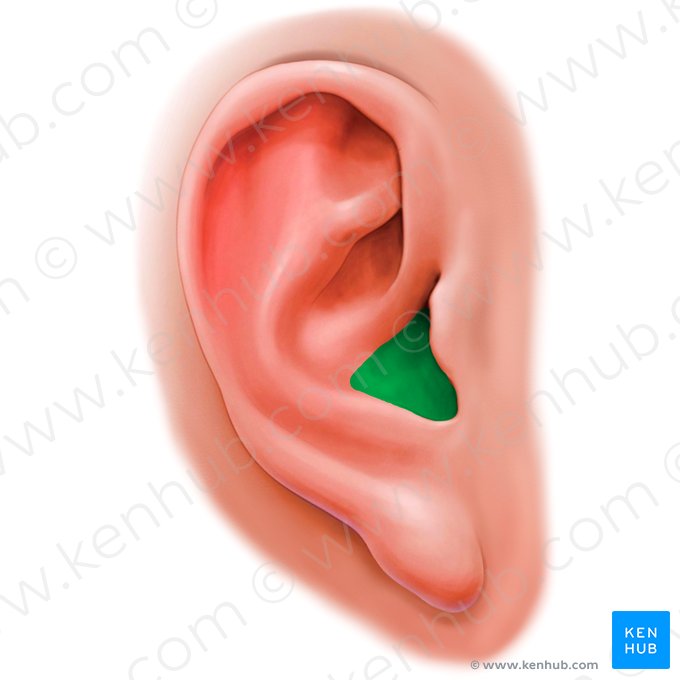 Cavum conchae (Unterer Teil der Ohrmuschel); Bild: Paul Kim