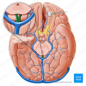 Internal cerebral veins (Venae internae cerebri); Image: Paul Kim