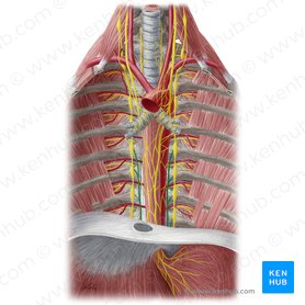 Greater thoracic splanchnic nerve (Nervus splanchnicus thoracicus major); Image: Yousun Koh