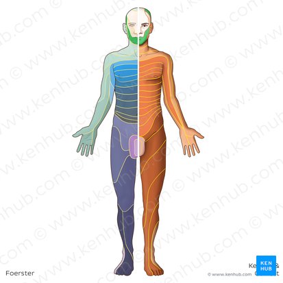 Dermatome V3 (Dermatoma V3); Image : Irina Münstermann