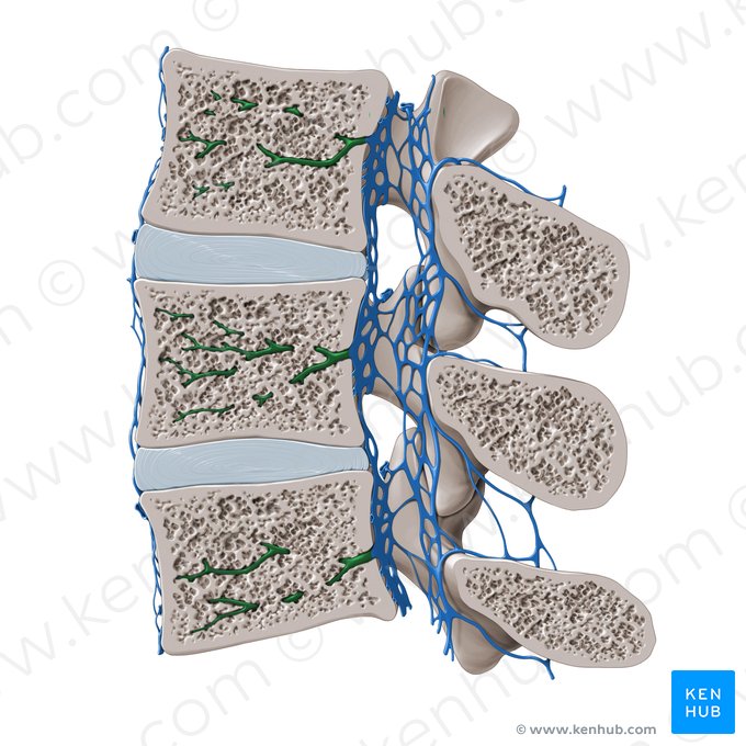 Veia basivertebral (Venae basivertebrales); Imagem: Paul Kim