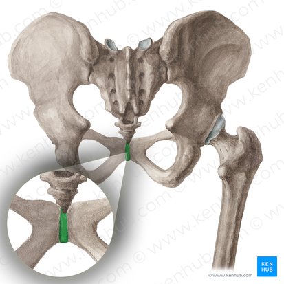 Sínfise púbica (Symphysis pubica); Imagem: Liene Znotina