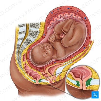 Musculus sphincter internus ani (Innerer Afterschließmuskel); Bild: Irina Münstermann