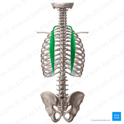 Musculus iliocostalis thoracis (Darmbein-Rippen-Muskel der Brust); Bild: Yousun Koh